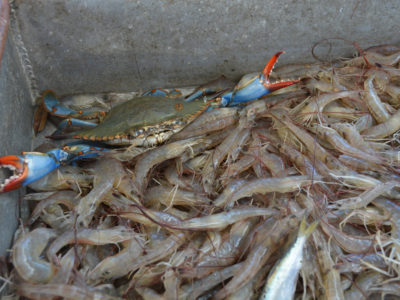 Blue Crab With Shrimp In Container.