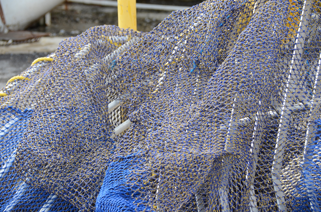Blue-toned Nets.