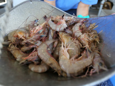 Raw Whole Shrimp On Scale.
