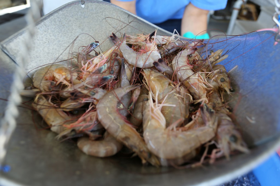 Raw whole shrimp on scale.