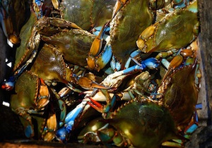 Crabs piled together, small photo.