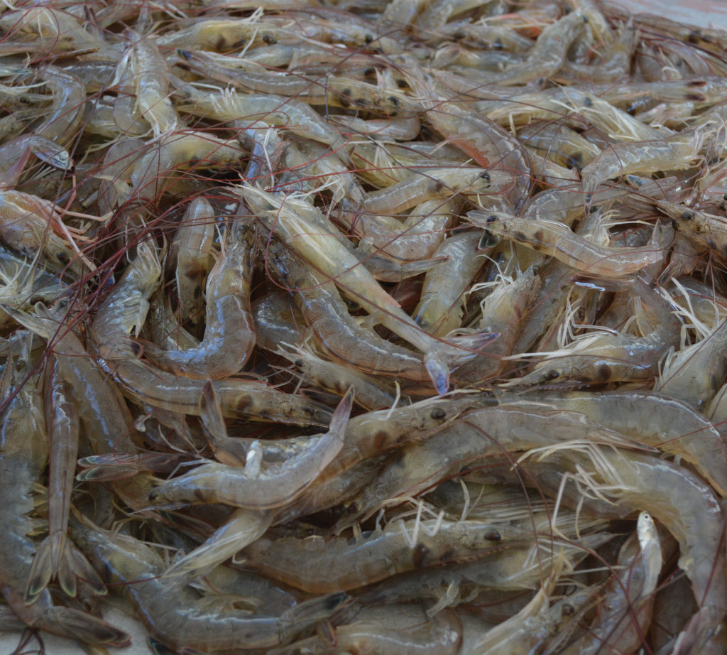 Fresh shrimp in a pile, nearly square photo, white rim upper right.