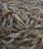 Fresh Shrimp In A Pile, Nearly Square Photo, White Rim Upper Right.