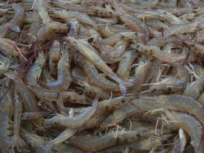 Fresh Shrimp In A Pile, Nearly Square Photo, White Rim Upper Right.