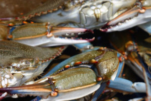 Crab Fishing Ban May Expand