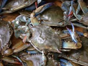 How to Catch Crab: A Comprehensive Guide for Beginners