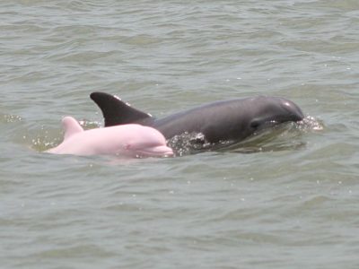 Two Dolphins/porpoises In Water, One Is Pink!