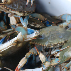 crabs seafood louisiana