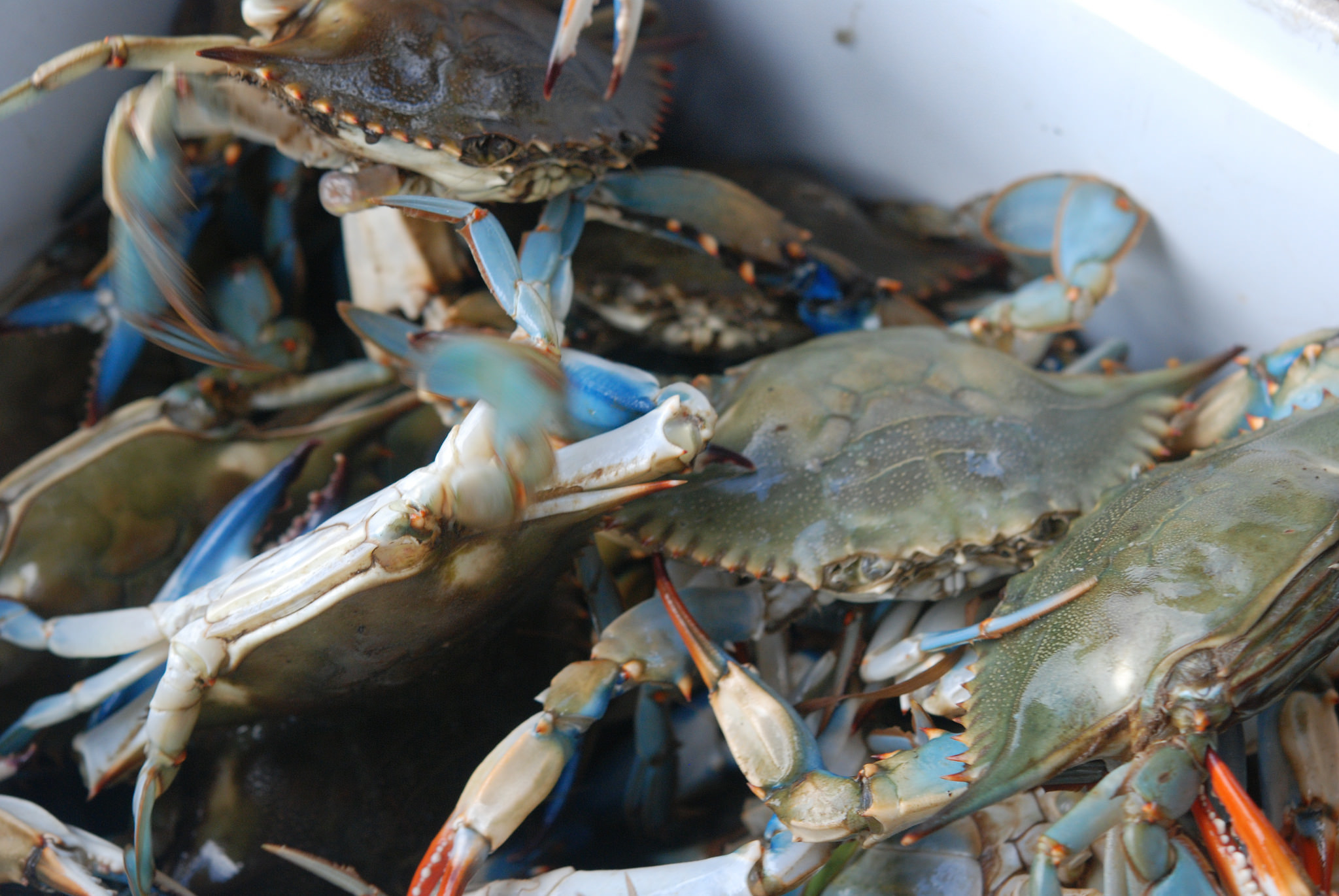 Fresh Louisiana Shrimp And Live Blue Crabs