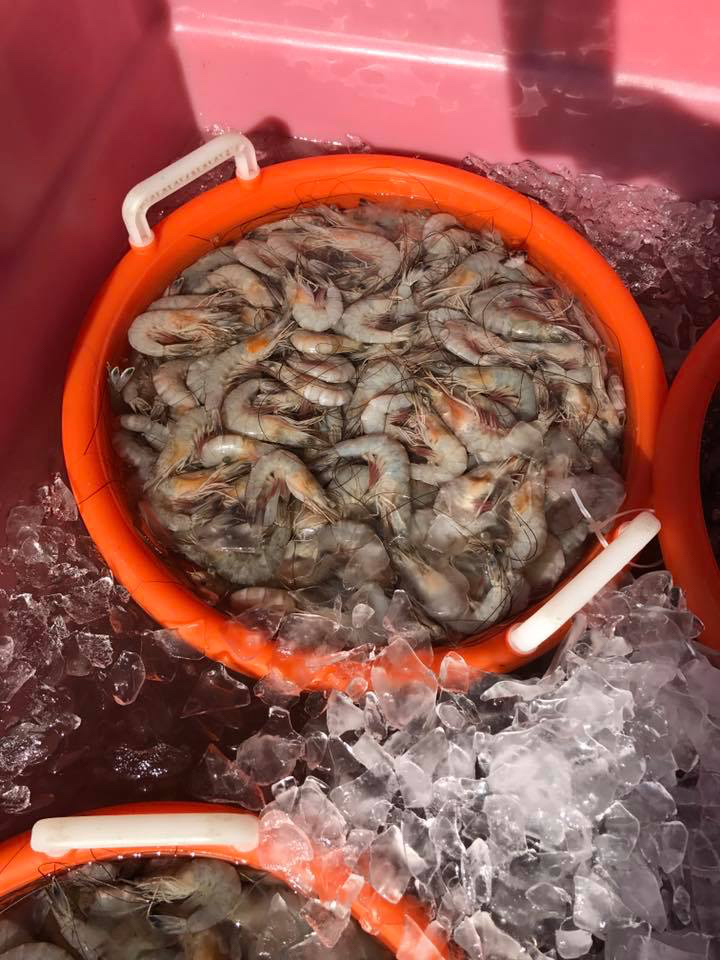 Need Louisiana Shrimp For Ya Gumbo?