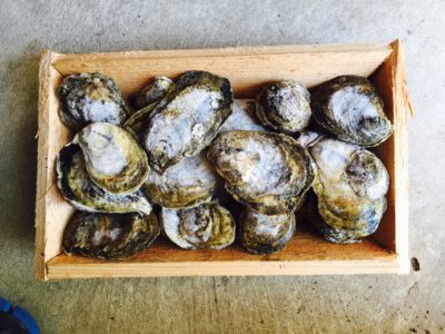 Raw Oysters Still In Shells, In Wooden Box, On Concrete.