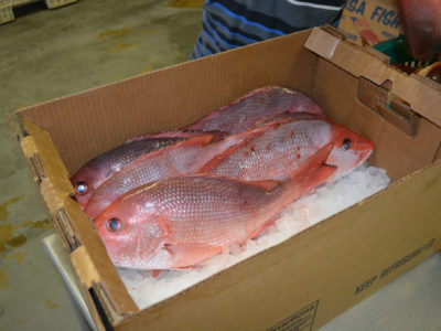 Red Snapper In Box.