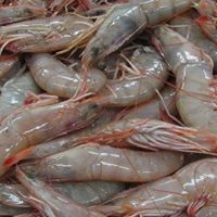 Closeup of fresh shrimp, posted by David Chauvin's Seafood Company.