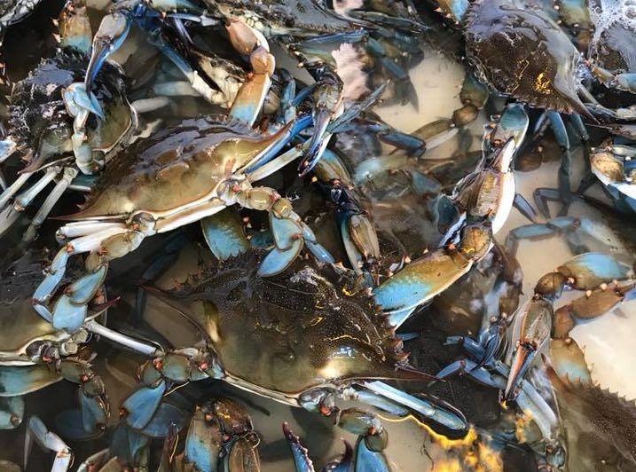 Fresh Shrimp And Select Crabs Available Sunday