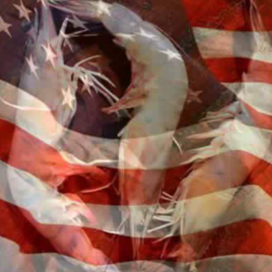 shrimp superimposed over American flag
