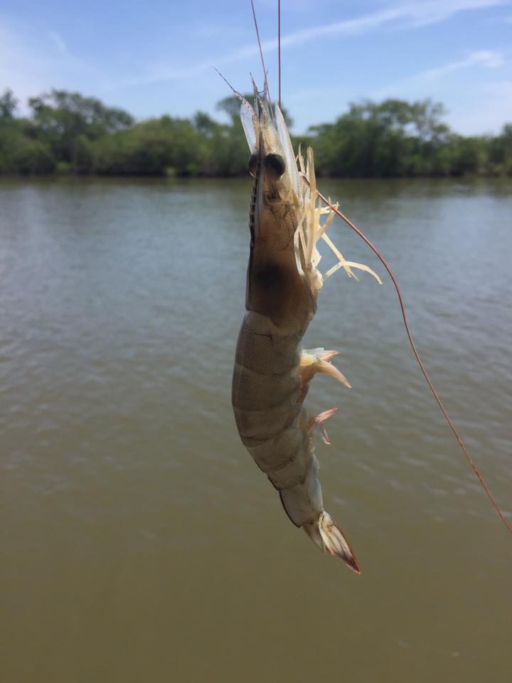 Fresh Wild Caught Louisiana Shrimp – Cocodrie
