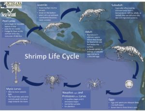 illustration of shrimp lifecycle