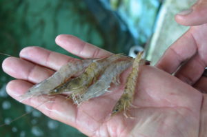 two brown and two white shrimp laying in a person's open hand