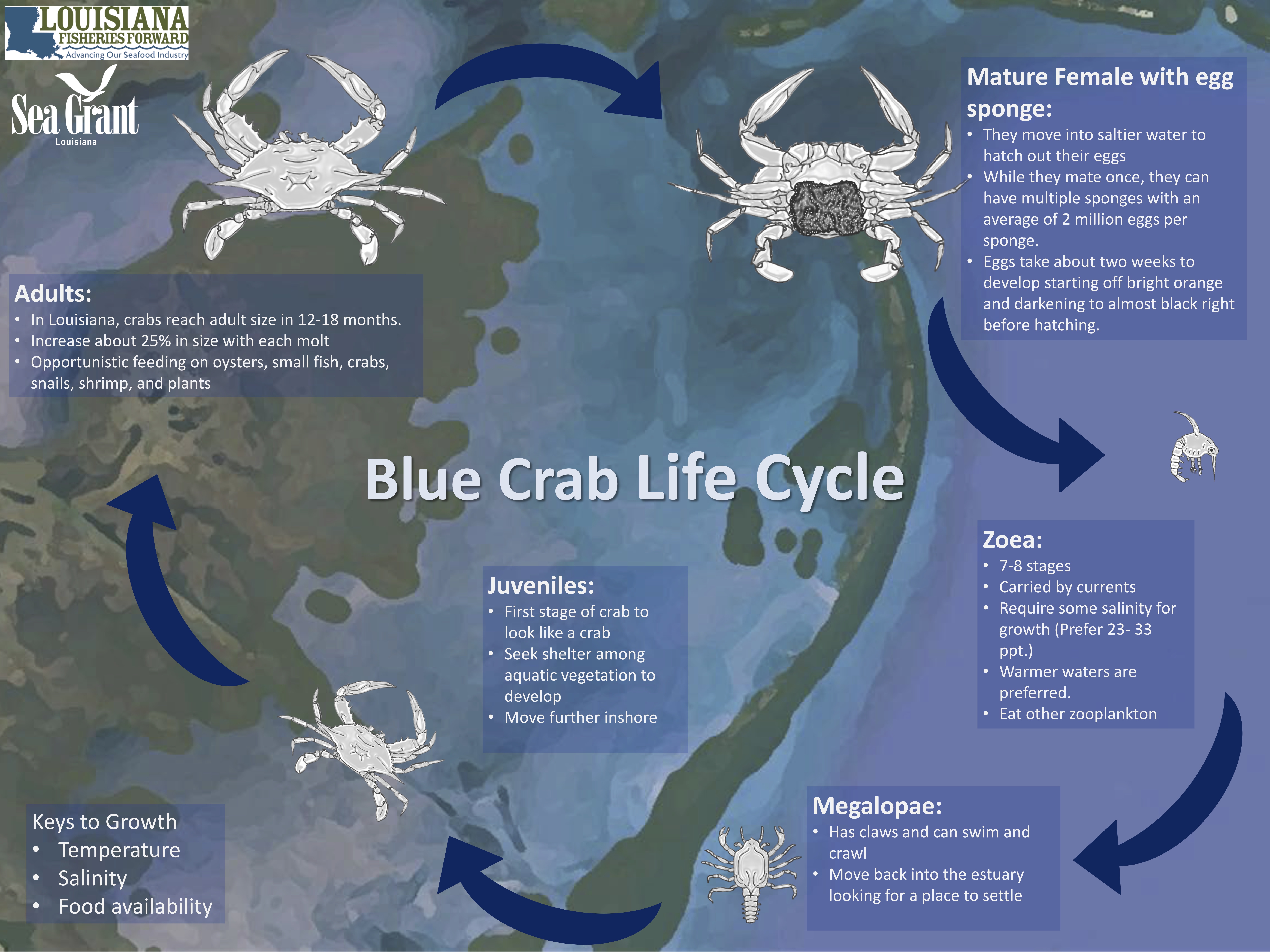 Blue Crab Louisiana Direct Seafood. md crab size chart blue crab louisiana ...