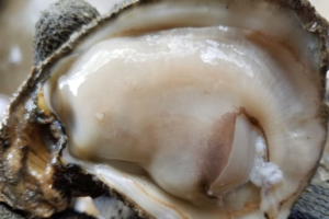 News From Cameron Direct Seafood: It’s A Great Time For Oysters