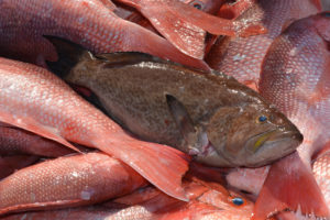 many whole red snapper after being caught