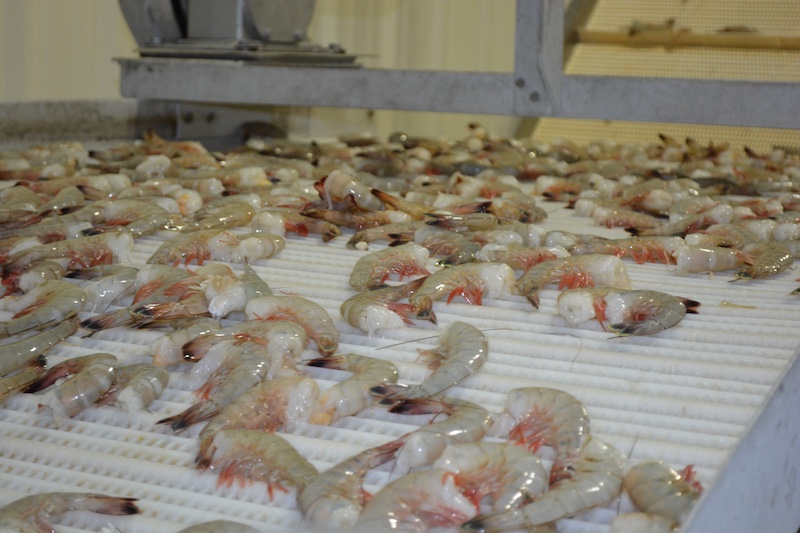 shrimp on conveyor at Bayou Shrimp Processors