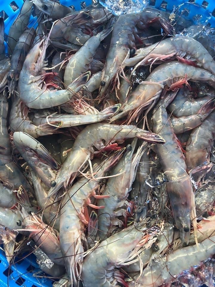 FFS shrimp 2