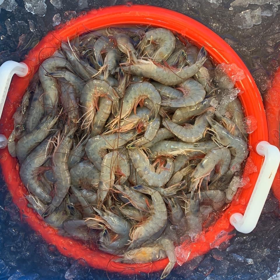 FFS shrimp 3