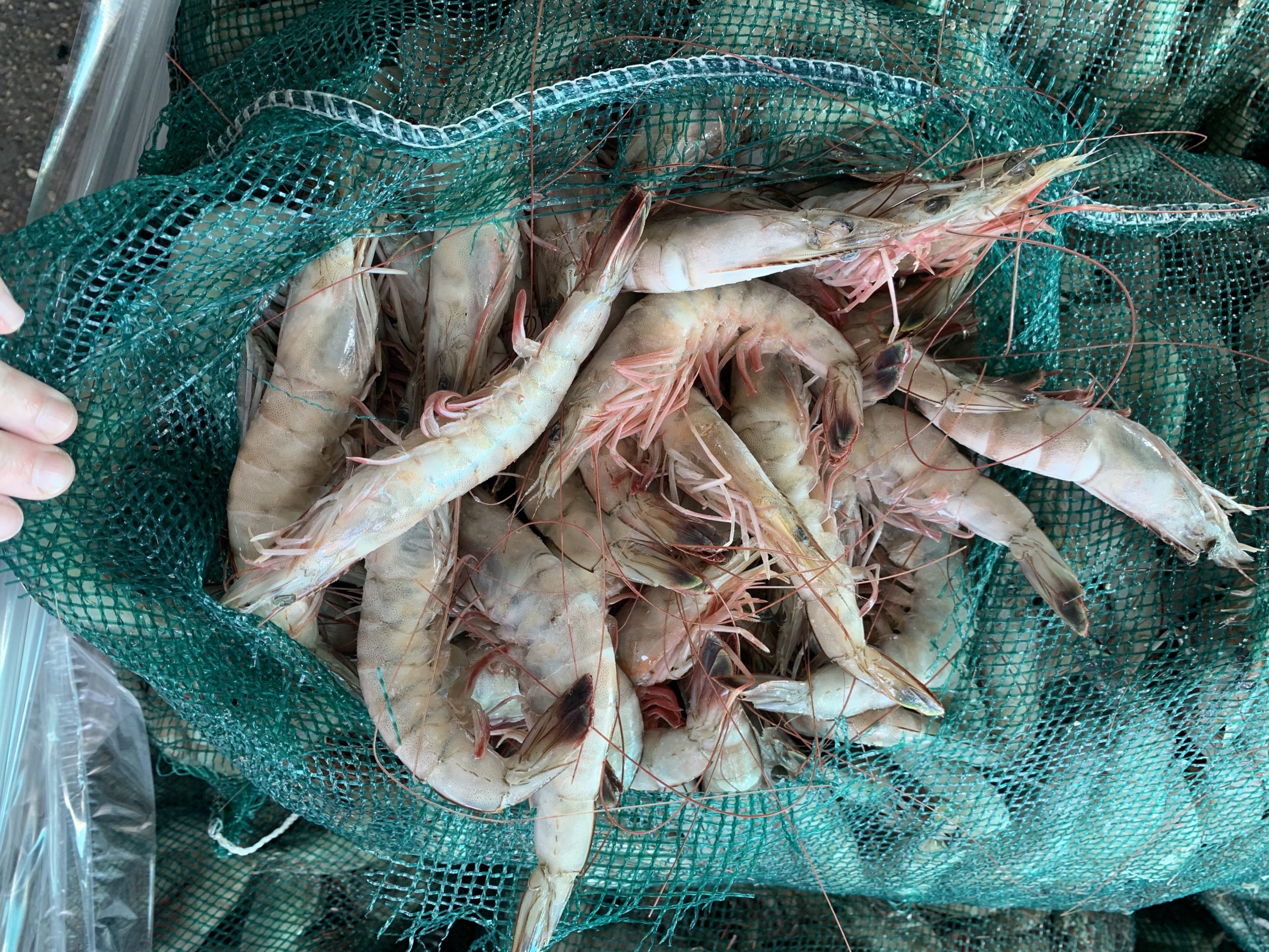 FFS shrimp 4