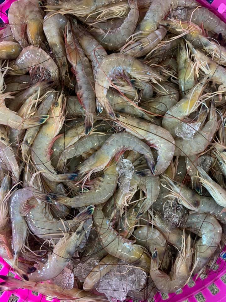 Fresh Shrimp In Cocodrie!