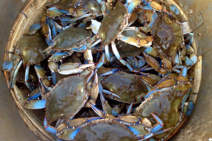 photo of crabs in basket from Luke's Seafood
