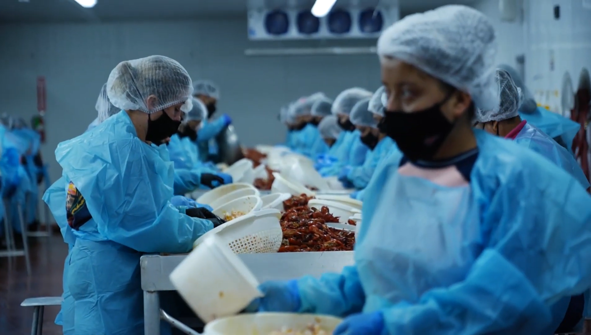 Group of people peeling crawfish in a processing room.