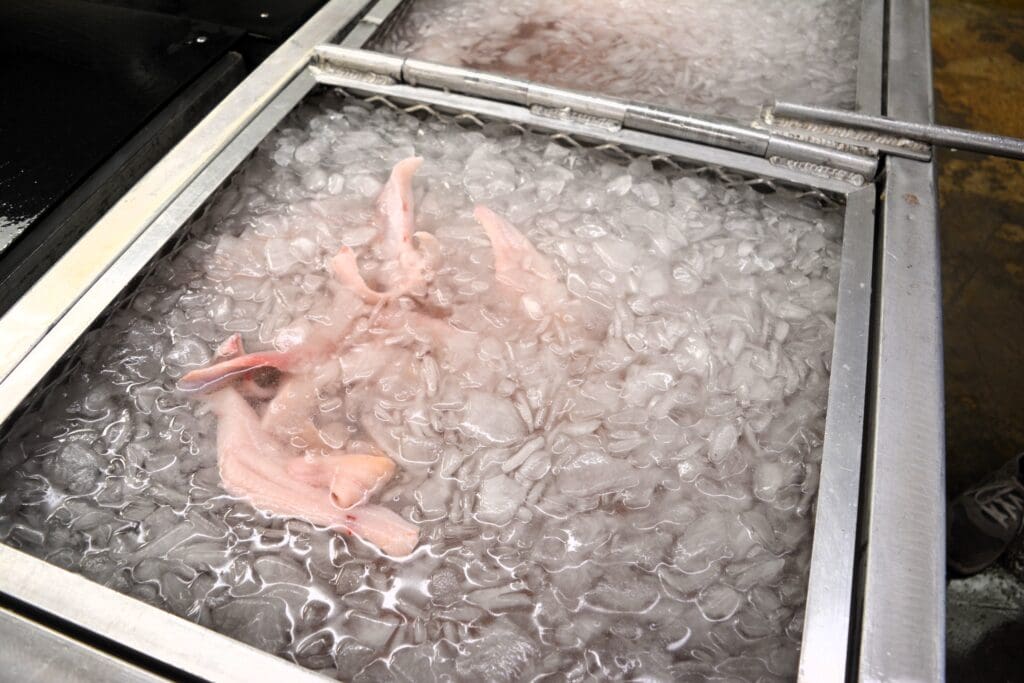 DSC_0095 Catfish fillets in ice slush in a stainless steel container.