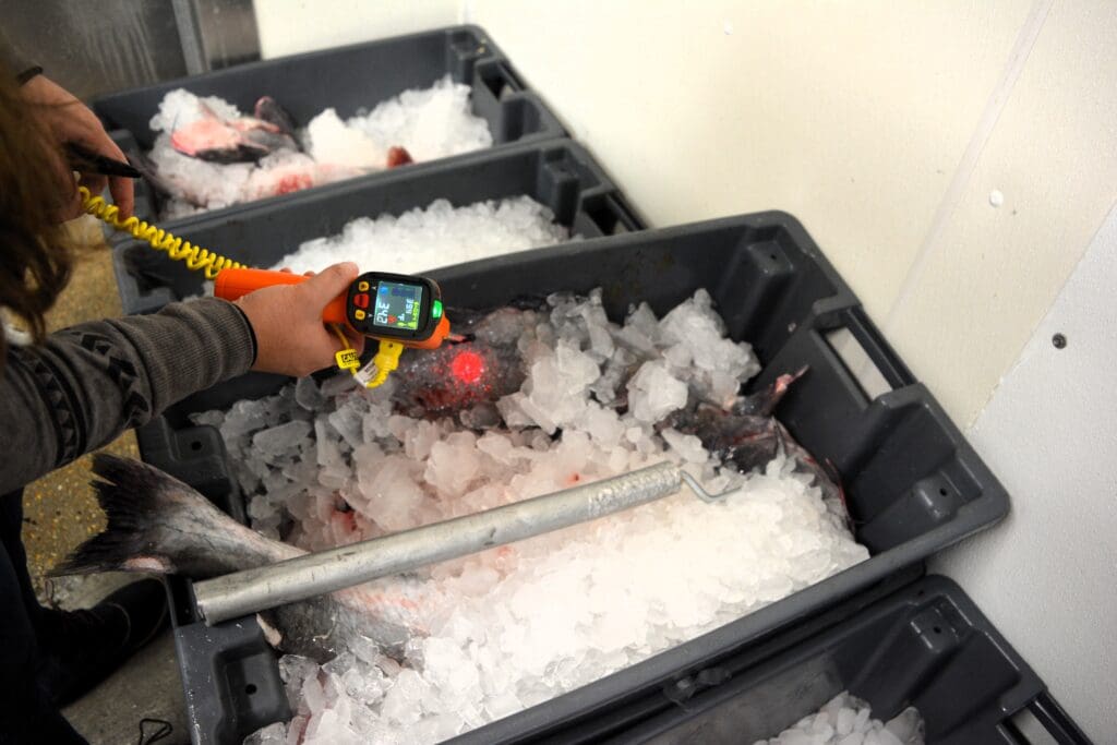 DSC_0830 Iced fish in a plastic tote.